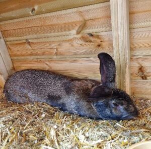 Photo Lizzie's rabbit called Max